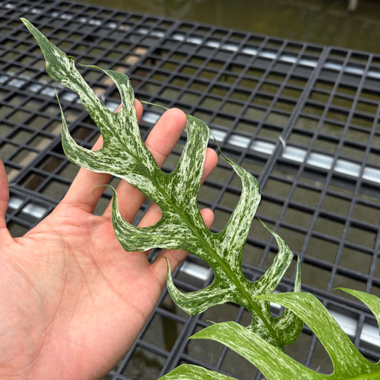 Epipremnum Devil Monster - Exact Plant (EP001)