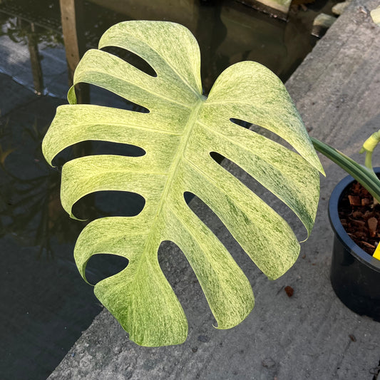 Monstera Borsigiana Mint ‘Jungle’ XL - Exact Plant (M039)