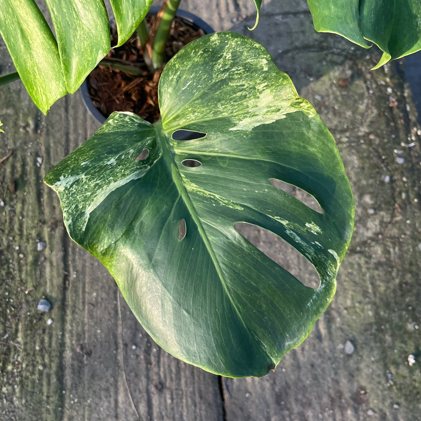 Monstera Ocean Mint Variegated