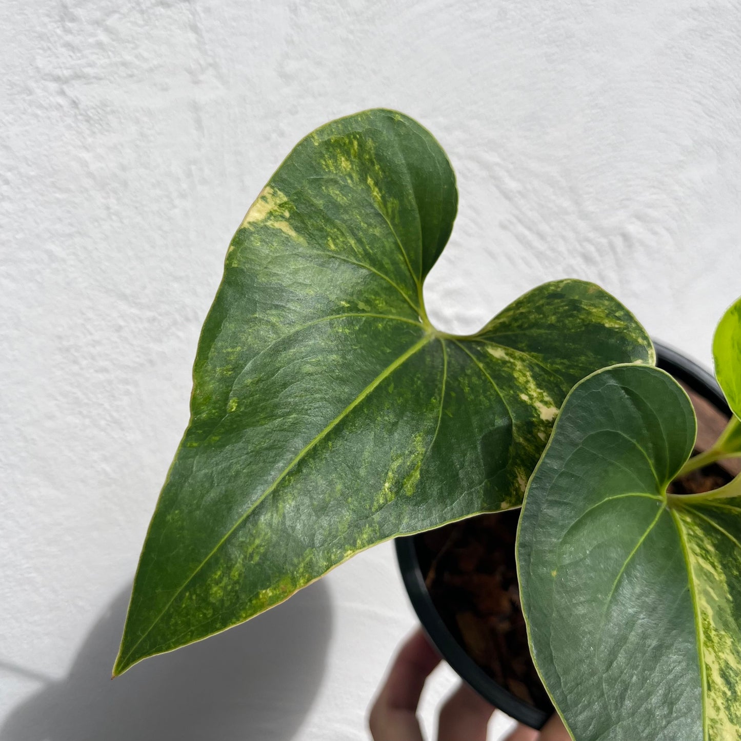 Anthurium Brownii Variegated - Exact Plant