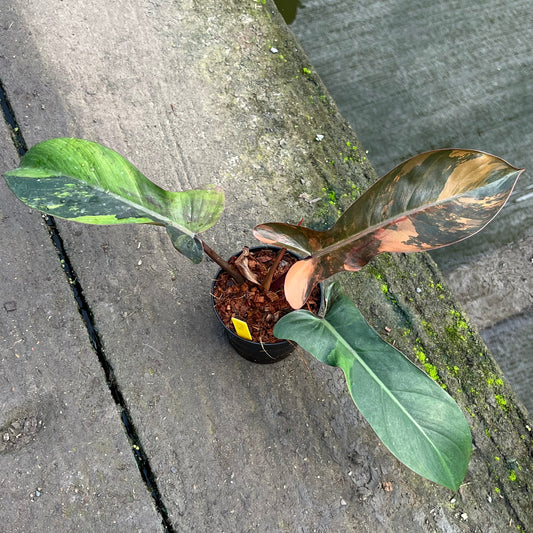 Philodendron Florida Bronze Variegated - Exact Plant (P035)