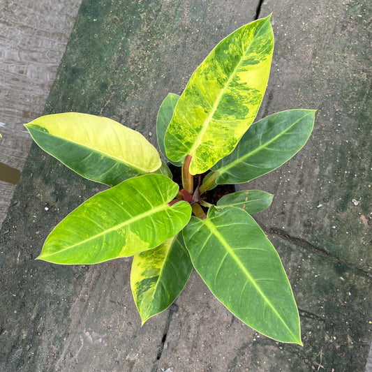 Philodendron Melinonii Variegated Aurea - Short Stem Type - Exact Plant