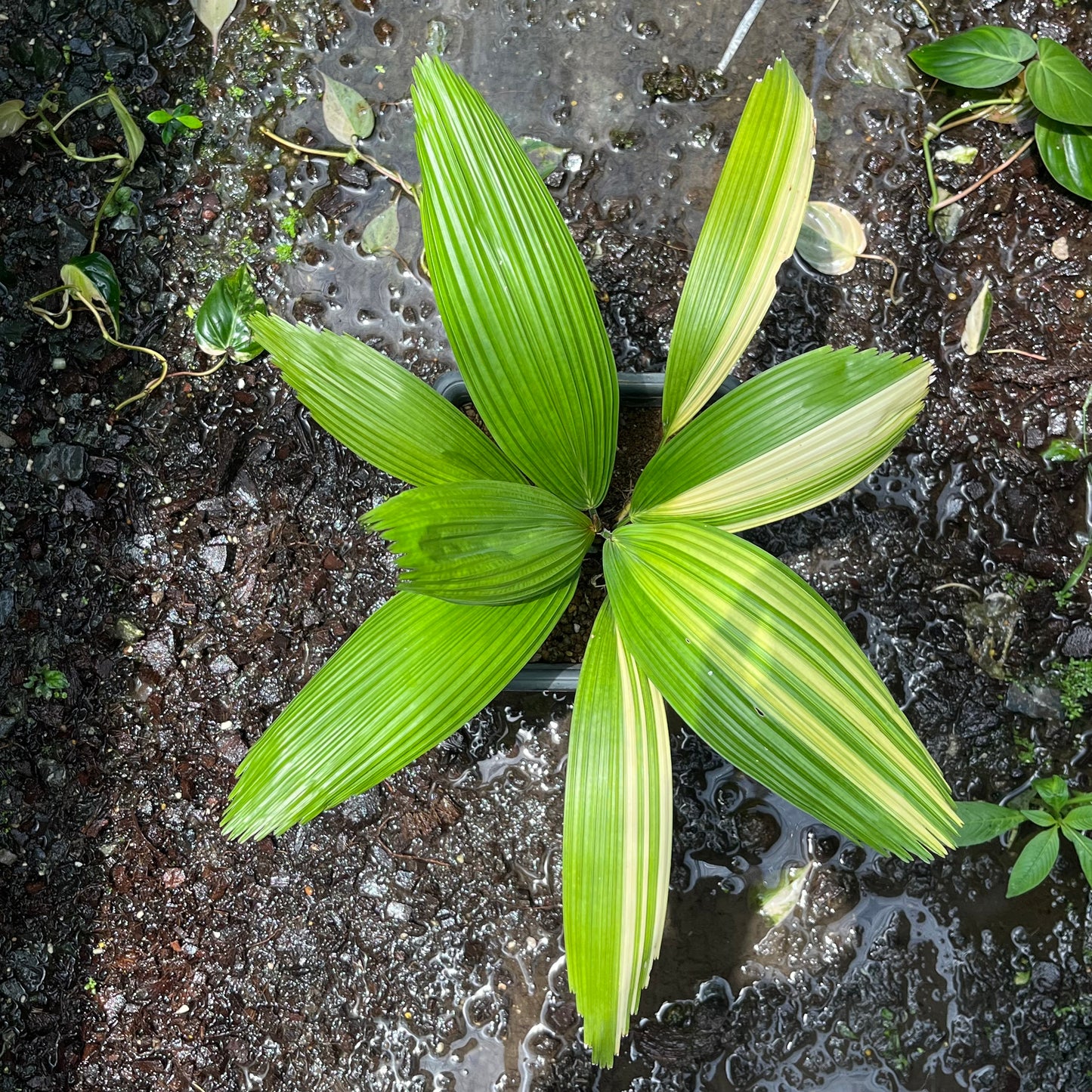 Licuala Grandis Variegated - Exact Plant (EX001)
