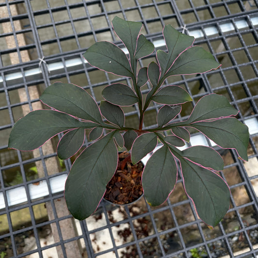 Amorphophallus Saururus