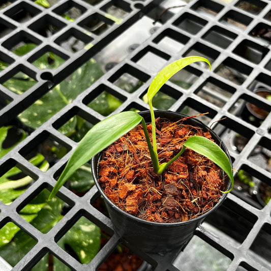 Monstera Burle Marx Flame - Juvenile