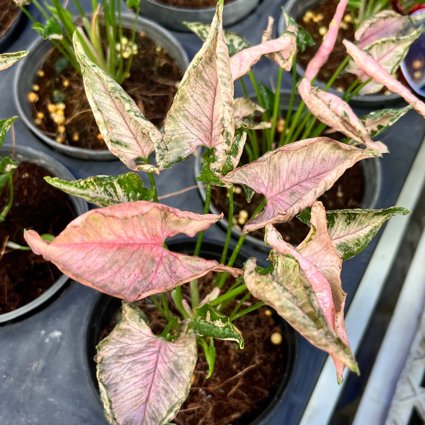 Syngonium Pink Rollie