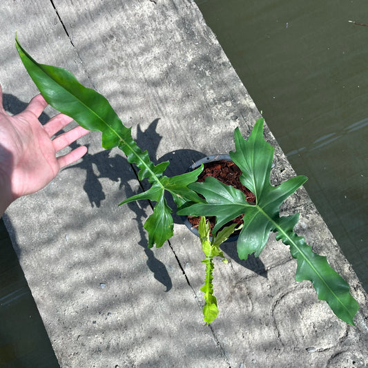 Philodendron Belle Isle - Exact Plant (P037)