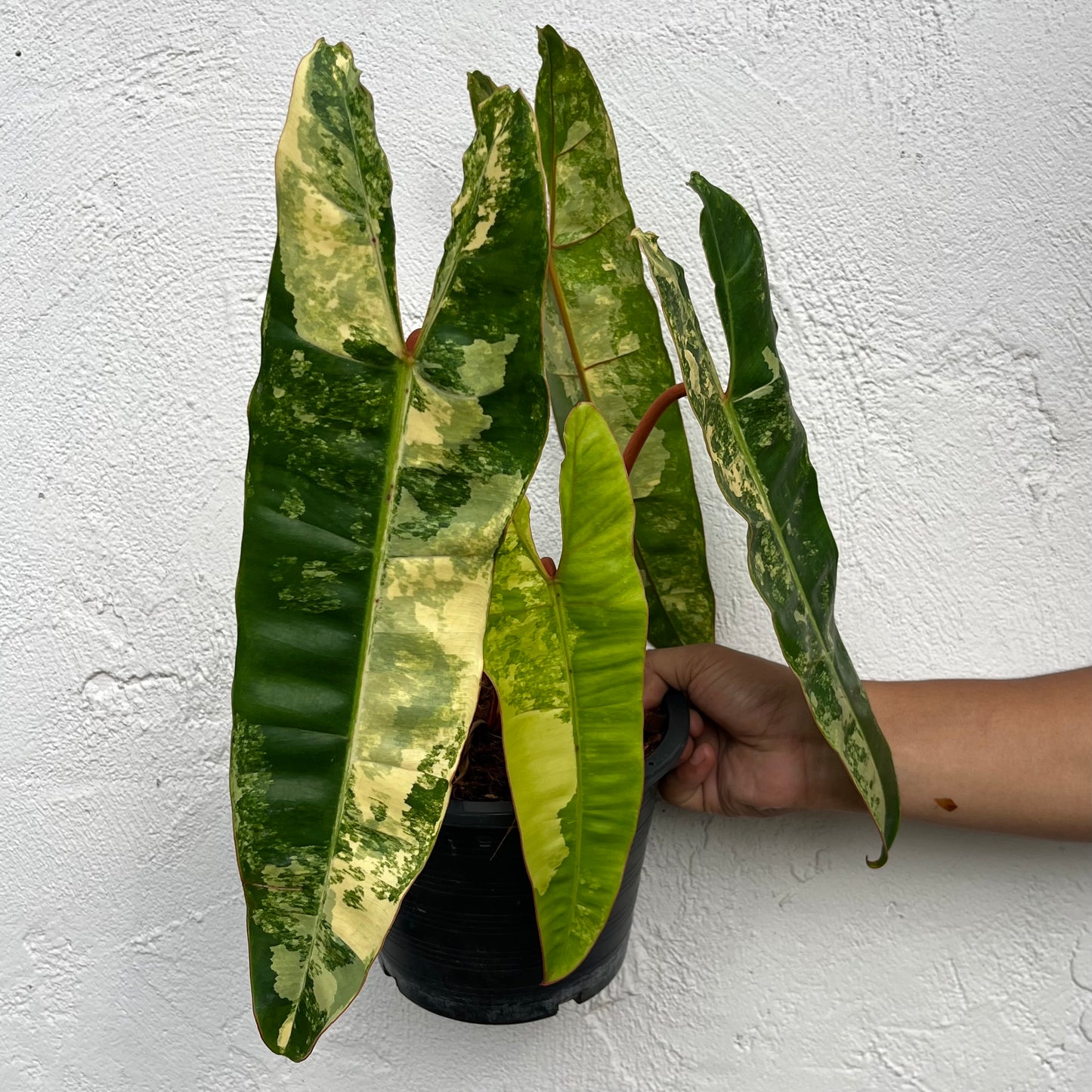 Philodendron Billietiae Variegated - Exact Plant - 4 Variegated Leaves