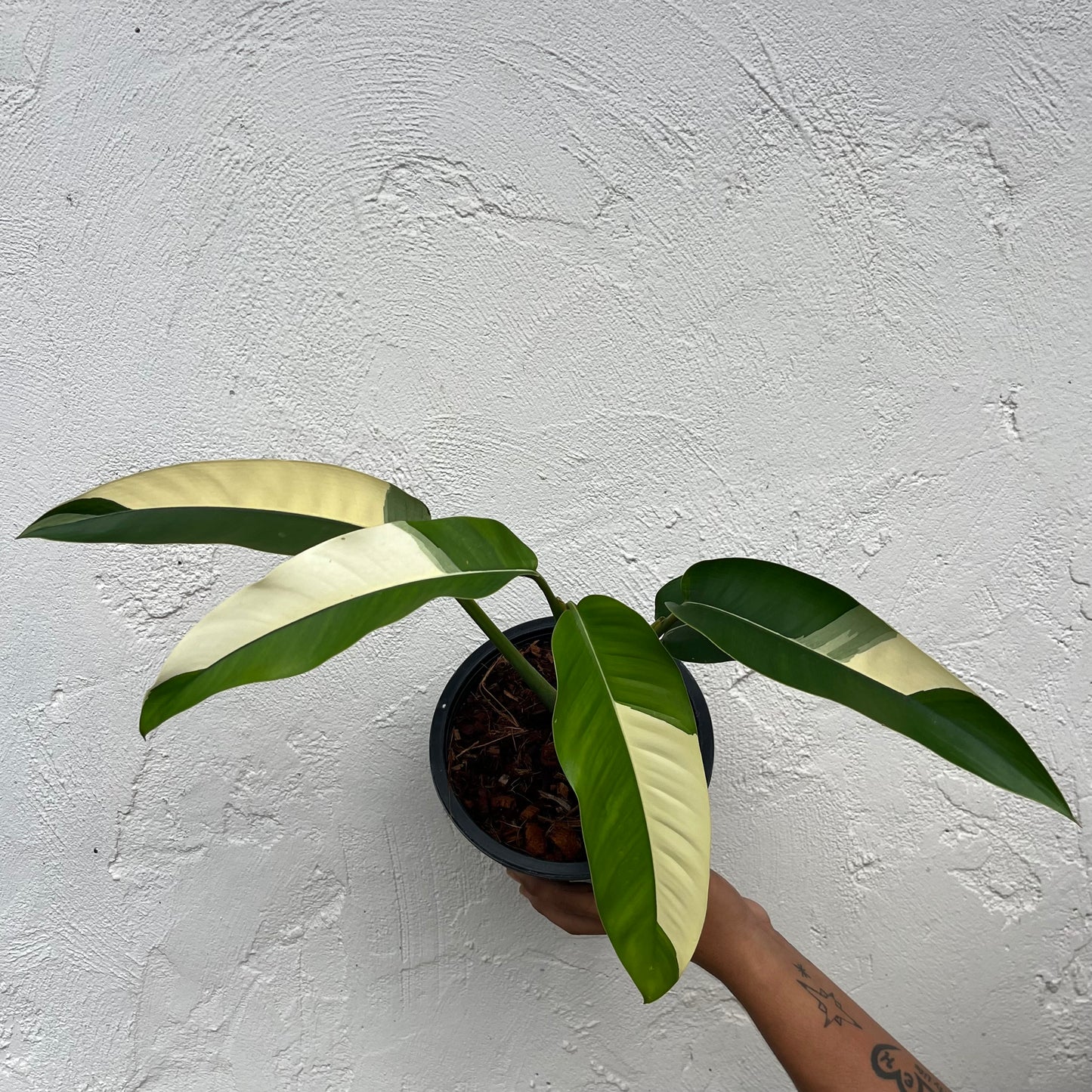 Epipremnum Giganteum White Pearl - Exact Plant