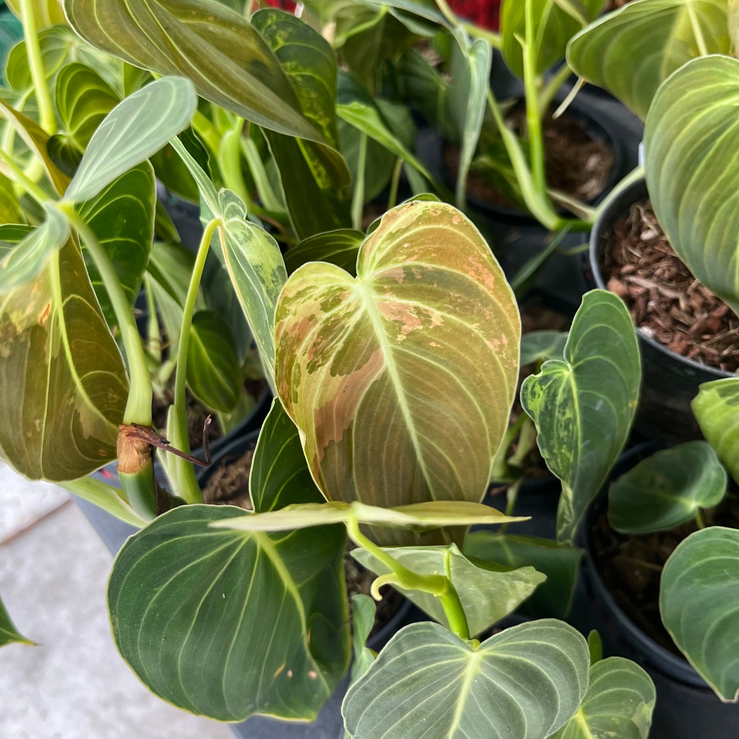 Philodendron Melanochrysum Variegated