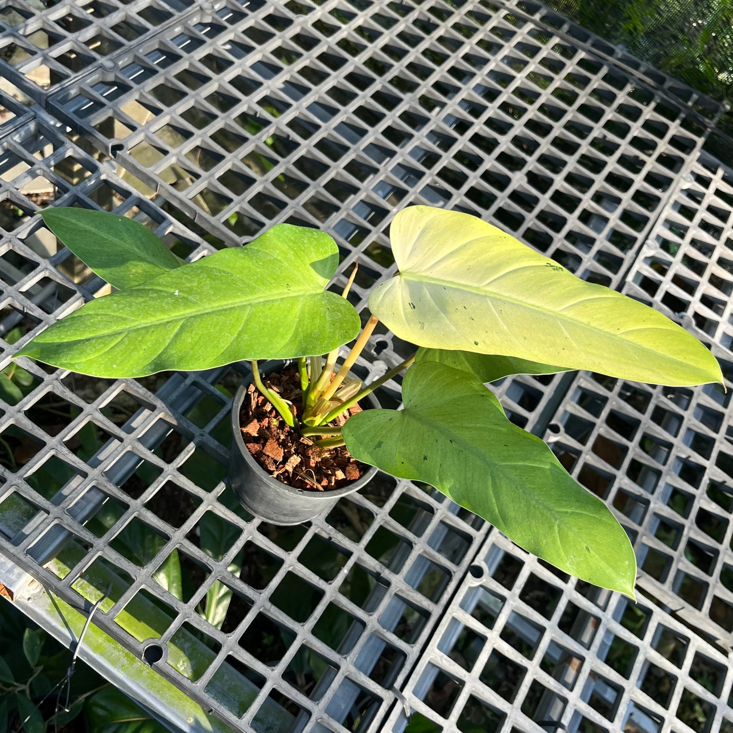 Philodendron Whipple Way