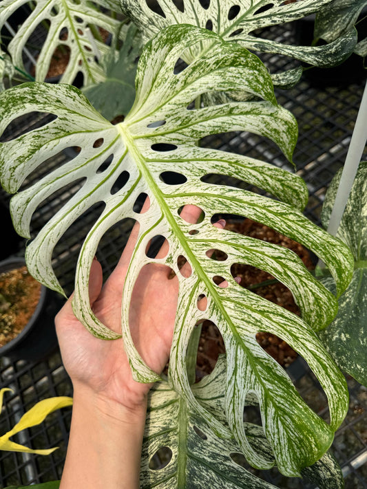 Monstera Devil Monster - Exact Plant