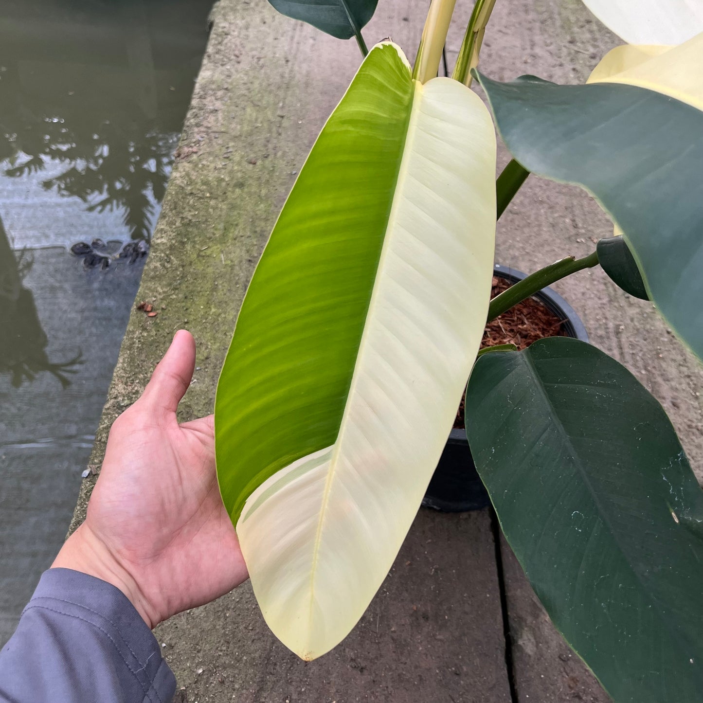 Epipremnum Giganteum White Pearl with bold sectoral white variegation on large green leaves