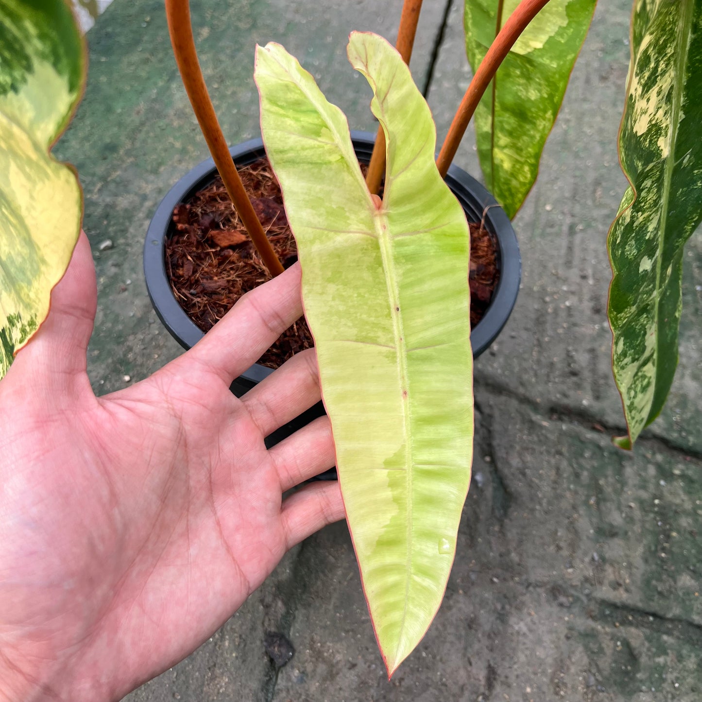 Philodendron Billietiae Variegated- Exact Plant - 4 Beautiful Variegated Leaves