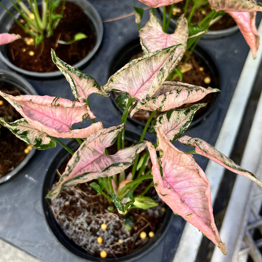 Syngonium Pink Rollie
