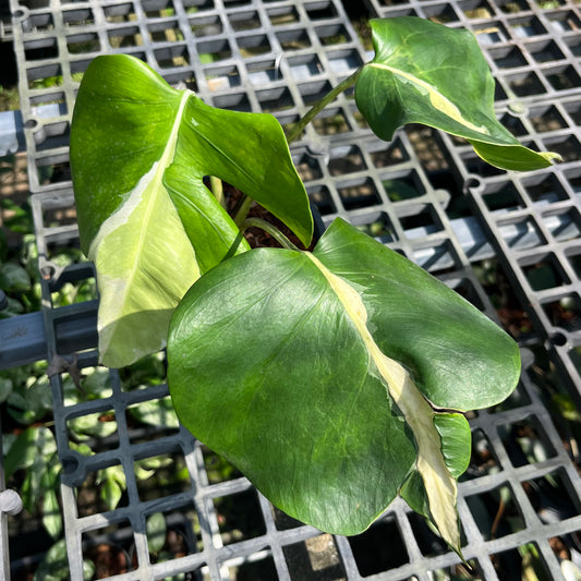 Monstera White Lava - Exact Plant (M033)