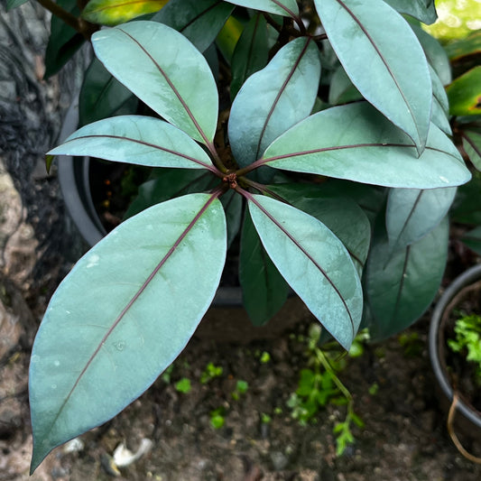 Blue Ecuador SPP. - Metalic Blue