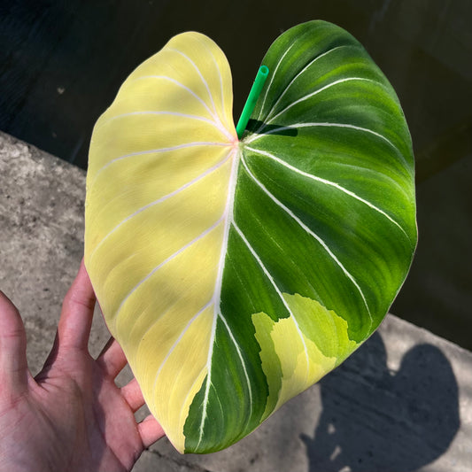 Philodendron Gloriosum Variegated Albo Type1 Rooted - Top Cutting - Exact Plant (P042)