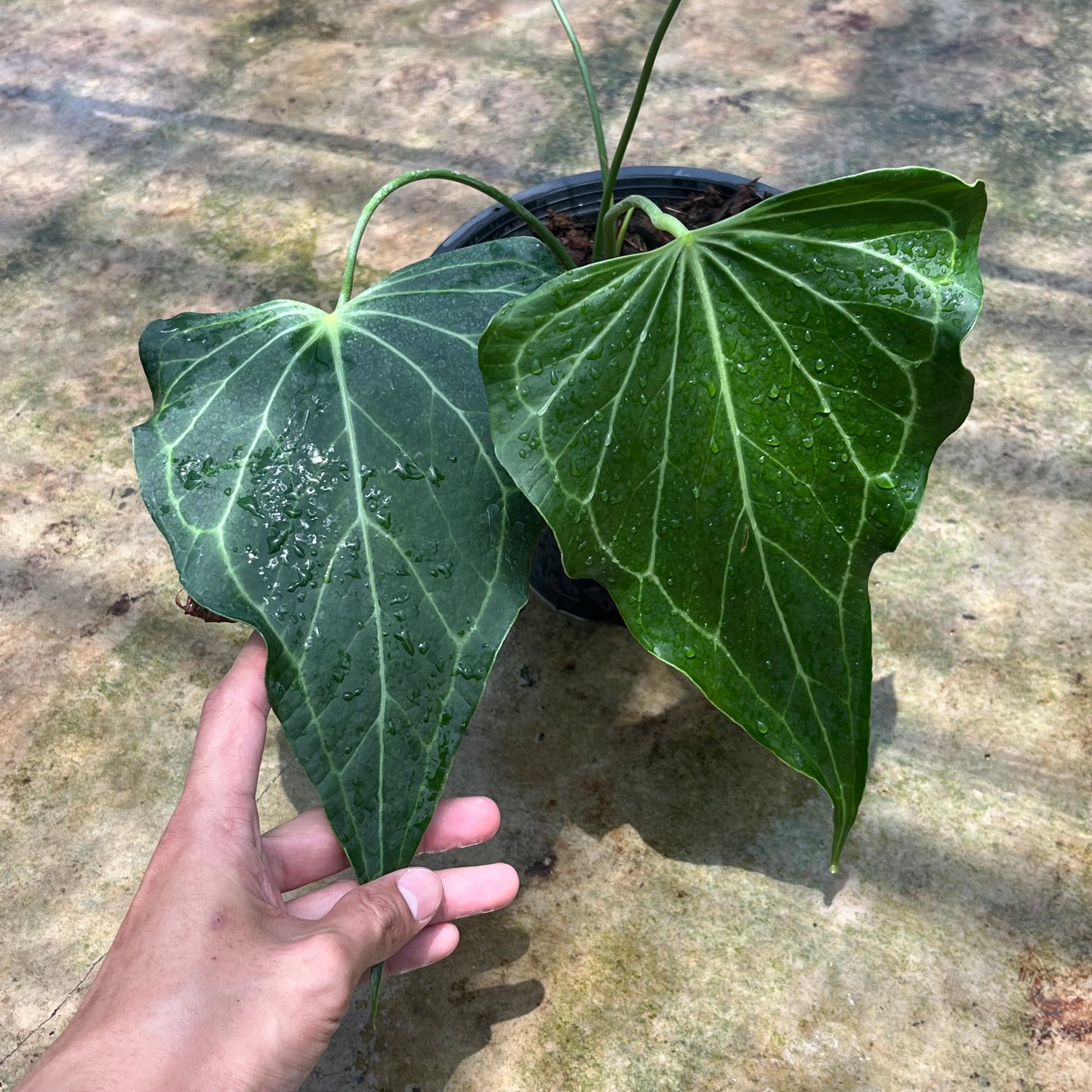 Anthurium Delta Force - Flowering Size - Large - Exact Plant (A026)