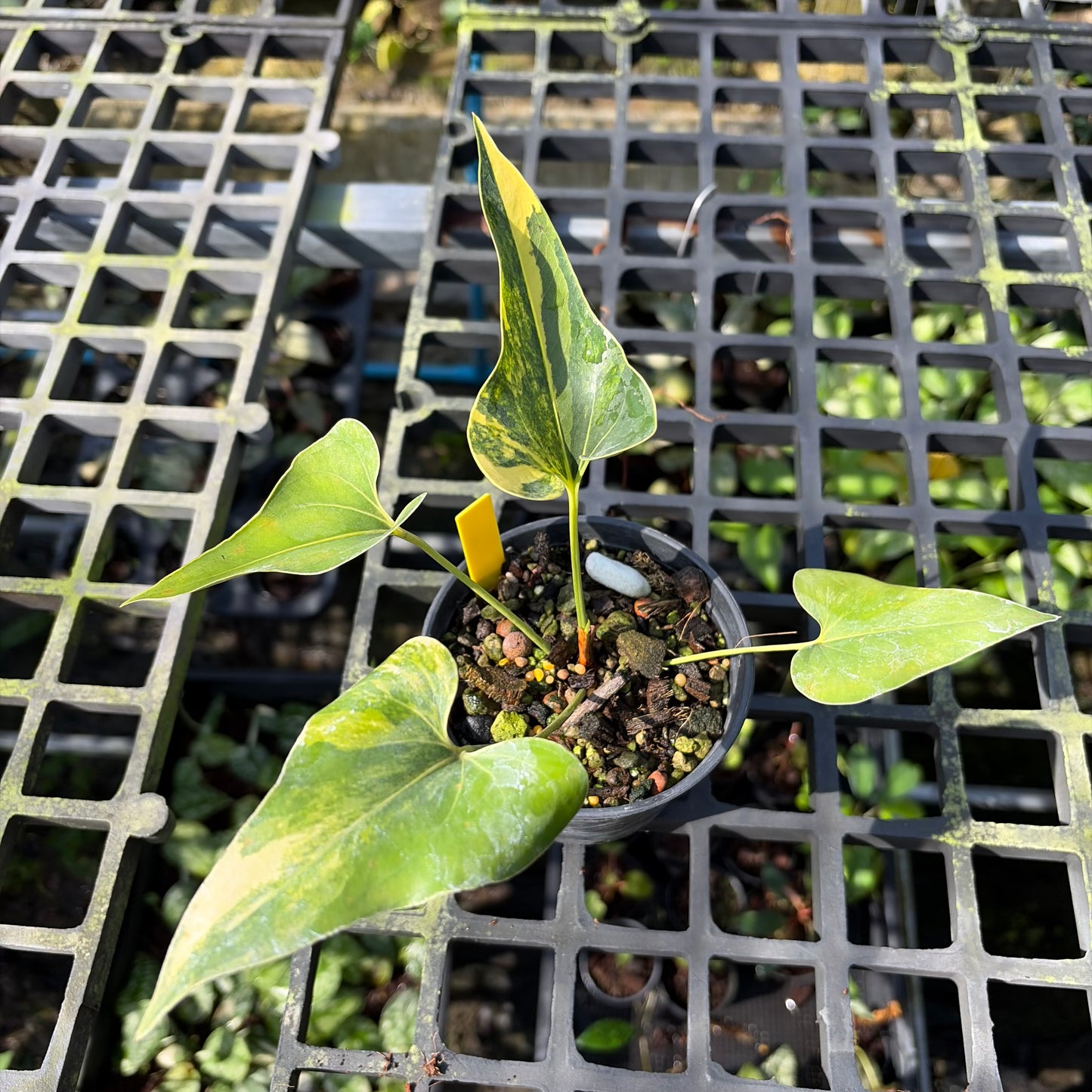 Anthurium Brownii Variegated - Exact Plant (A027)