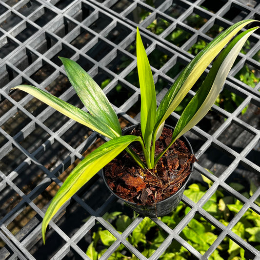 Epipremnum Amplissimum variegated