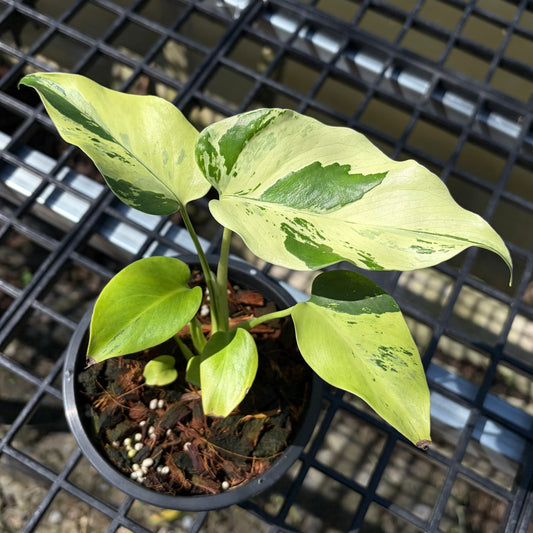 Monstera Light Lime - Exact Plant (M046)