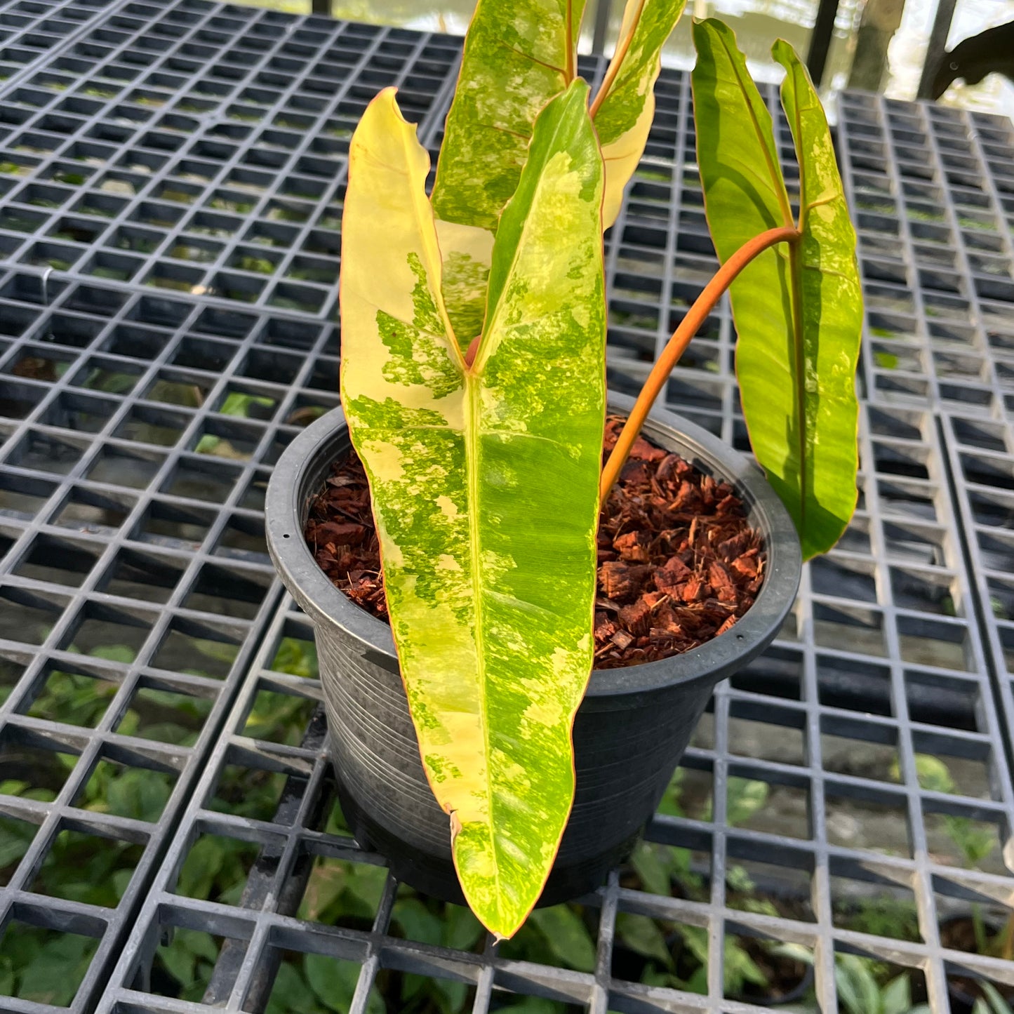 Philodendron Billietiae Variegated - Exact Plant - 3 Variegated Leaves