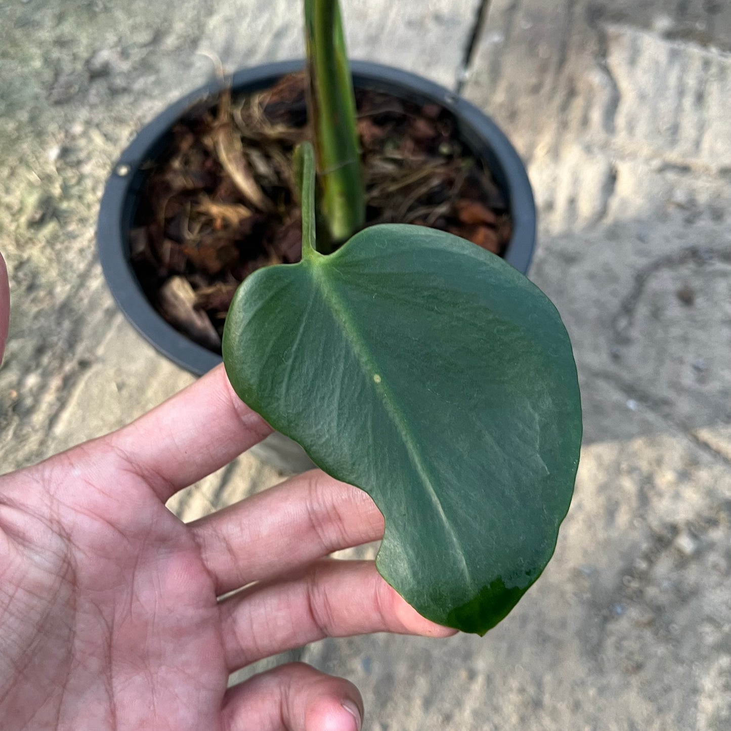 Monstera Deliciosa Compacta Seed Grown - Exact Plant - GP Selected Form