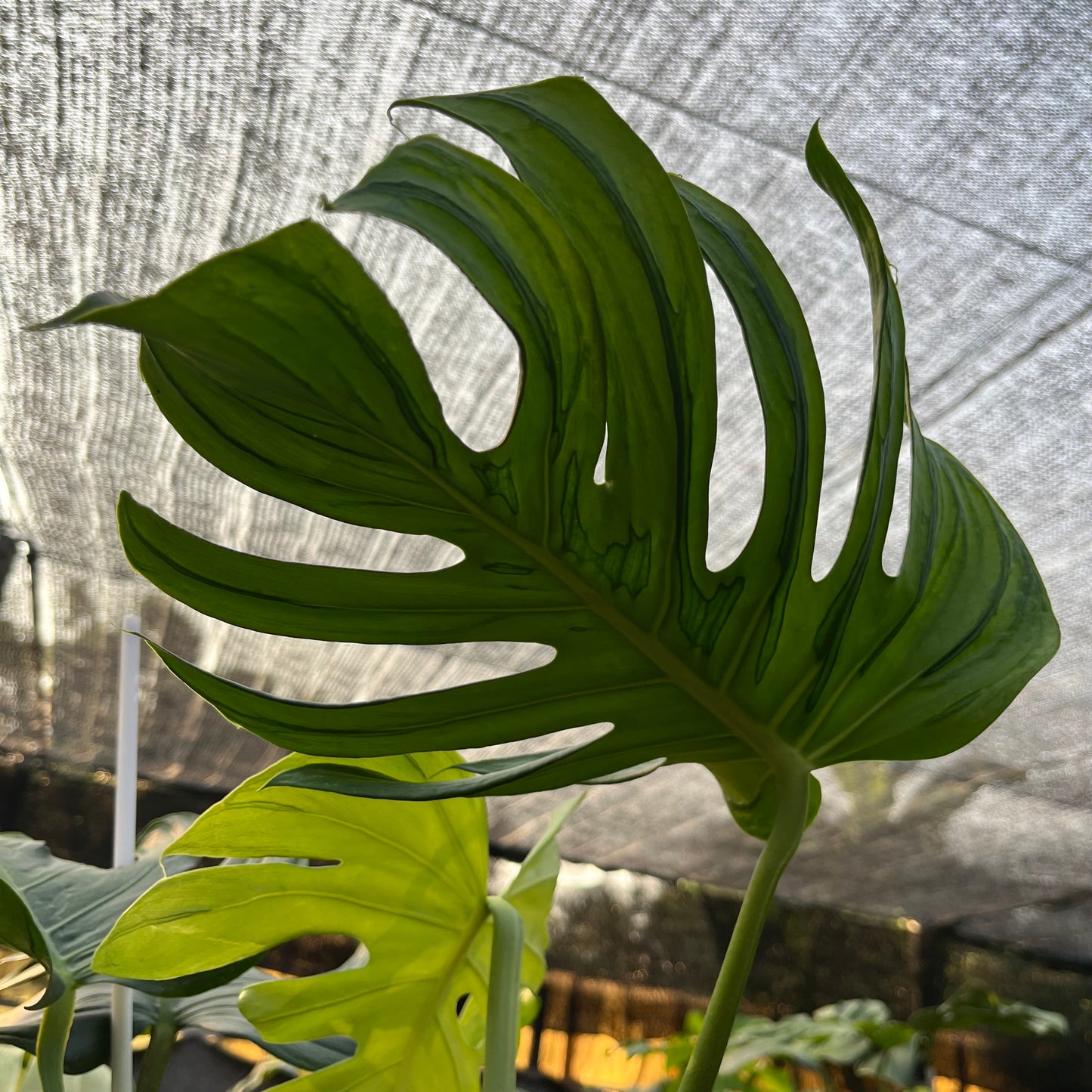 Monstera Tattoo