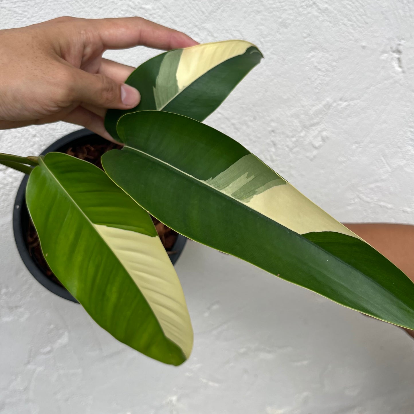 Epipremnum Giganteum White Pearl - Exact Plant