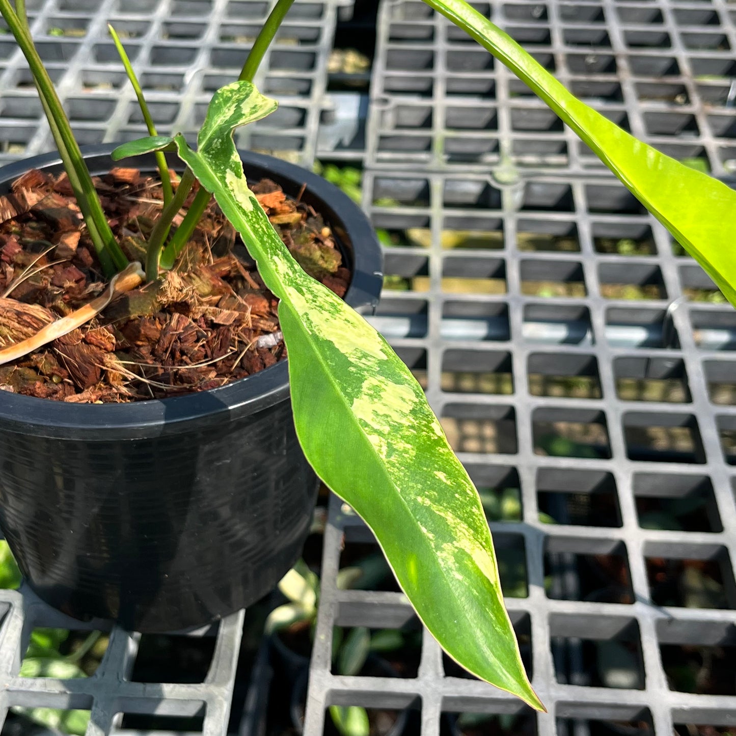 Philodendron Joepii variegated aurea - Exact Plant (P028)