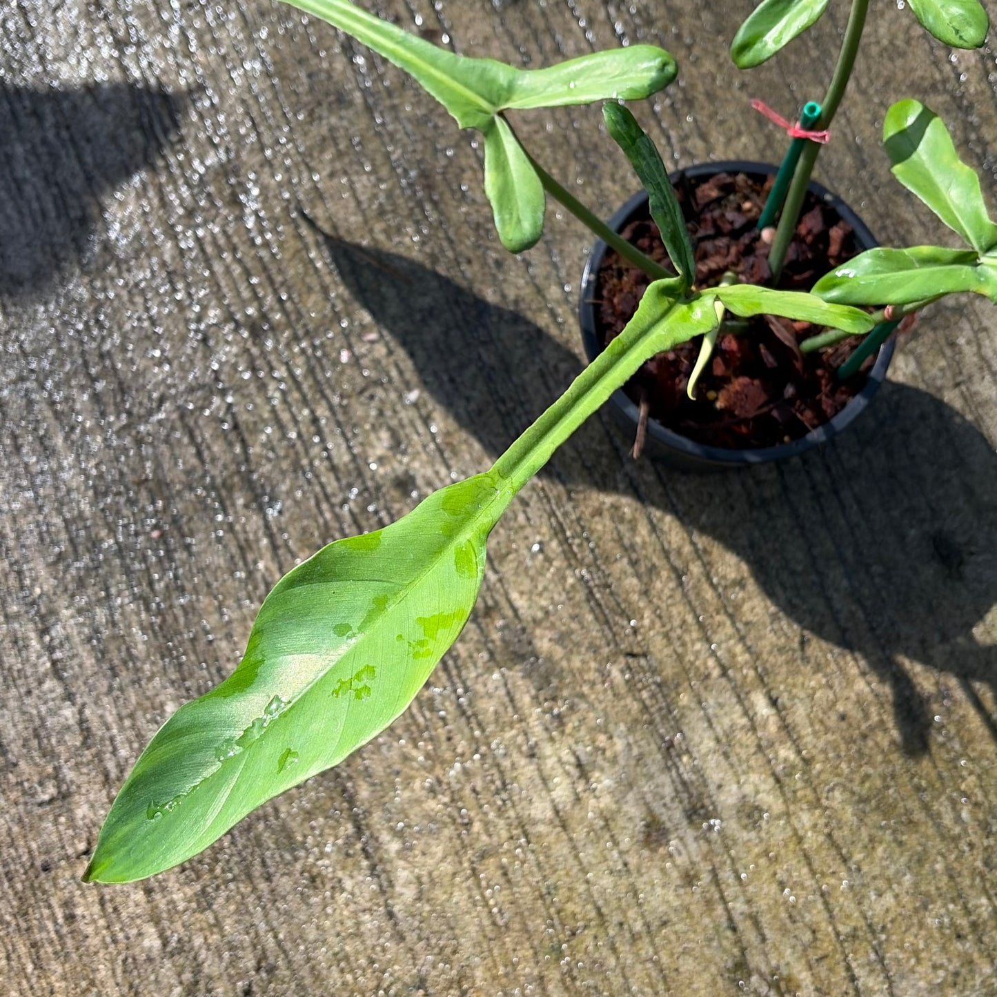 Philodendron Joepii Mint Variegated - Exact Plant (P060)