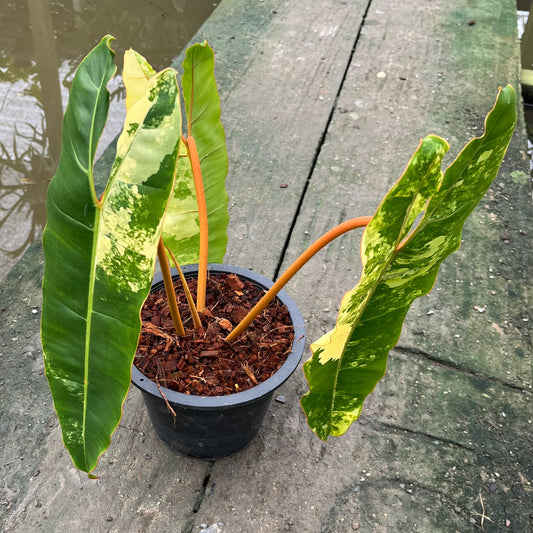 Philodendron Billietiae Variegated - Exact Plant - 3 Beautiful Variegated Leaves