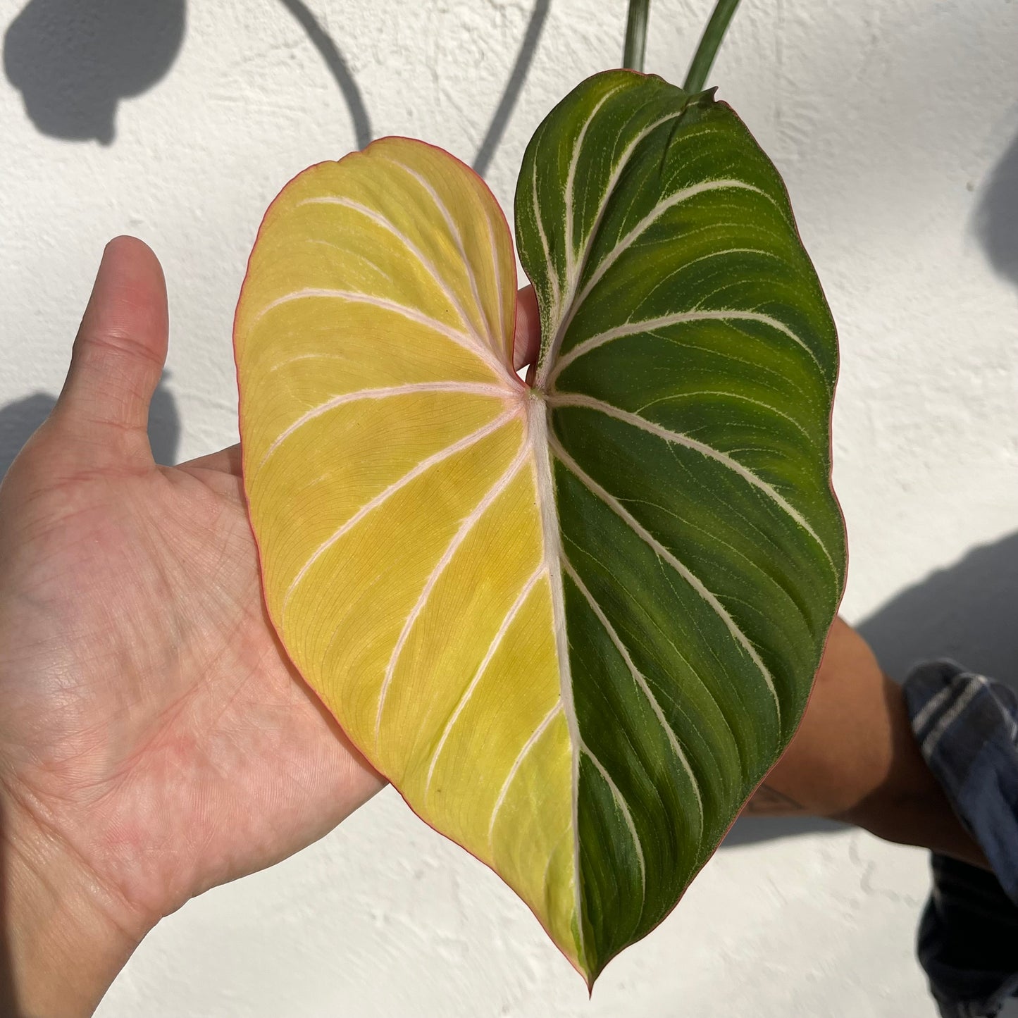 Philodendron Gloriosum Variegated Type1 - Exact Plant - Collector Grade