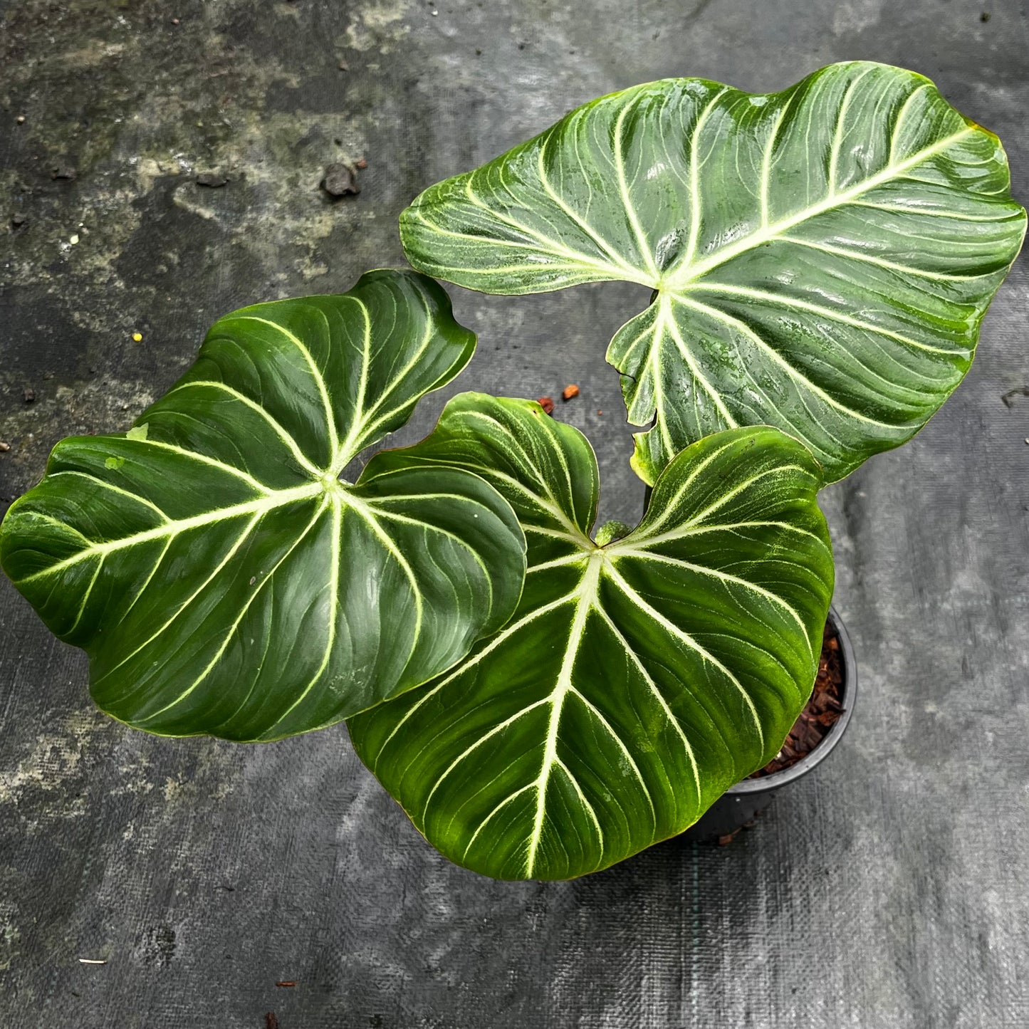 Philodendron Gloriosum White Veins - Pink Back