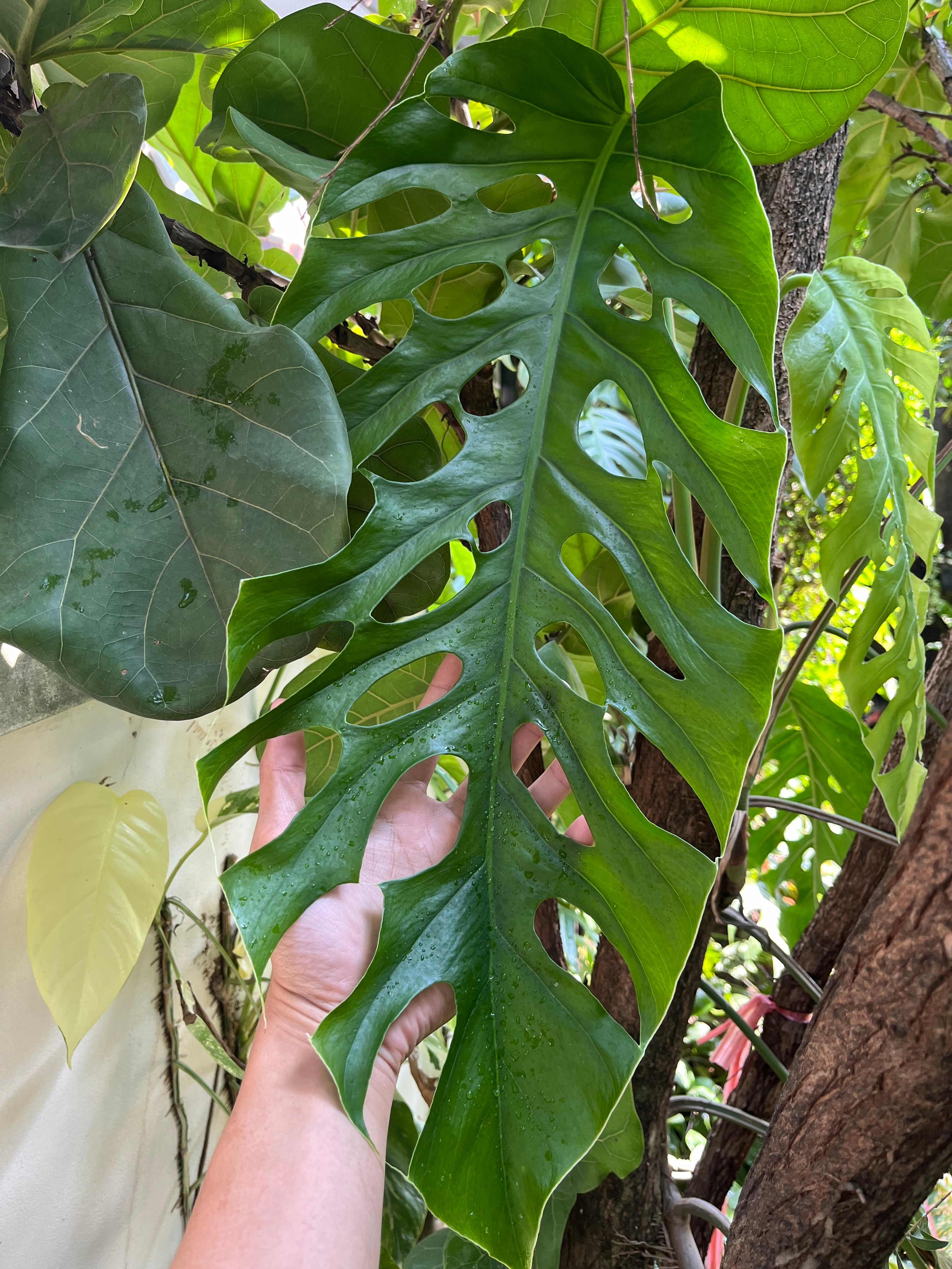 adult monstera plant Monstera Dubia