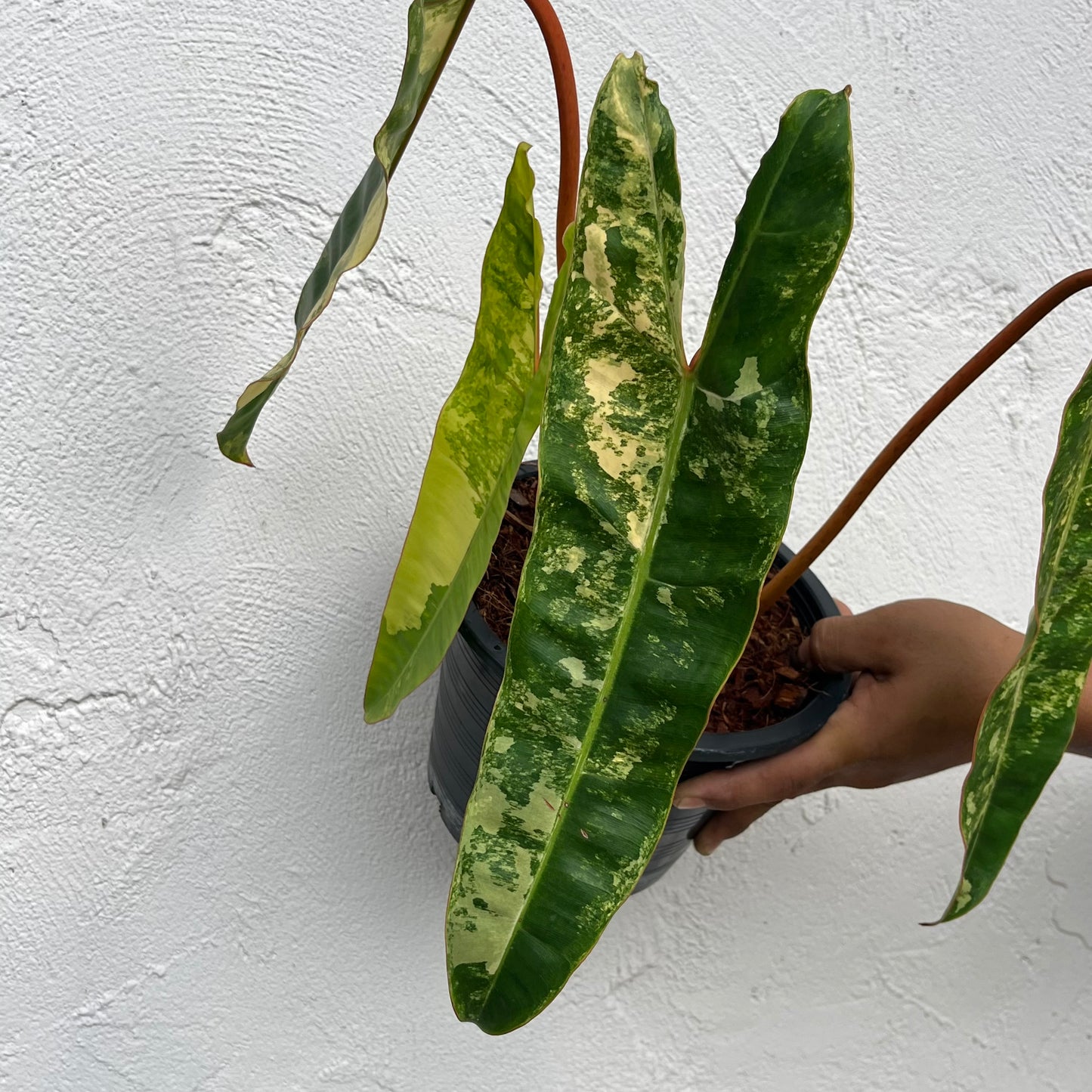Philodendron Billietiae Variegated - Exact Plant - 4 Variegated Leaves