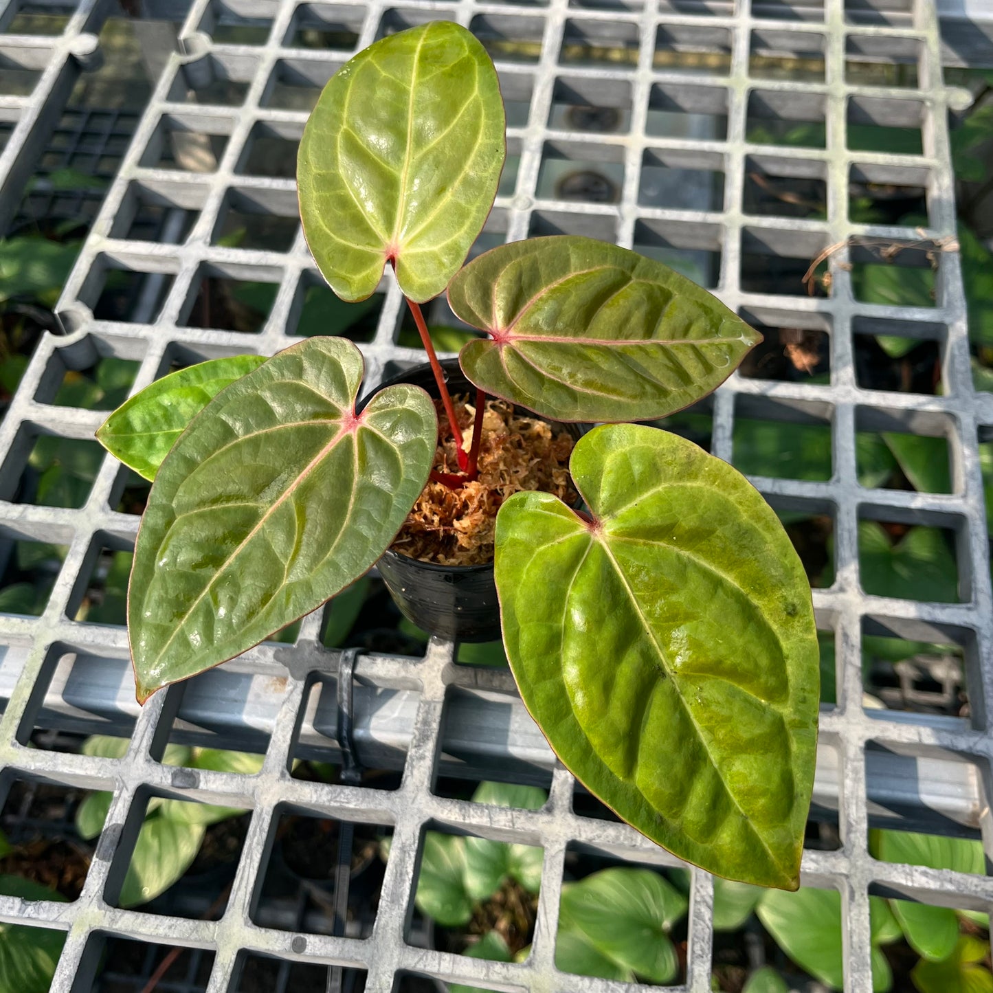 Anthurium Hoffmanii Red Sinus ‘Blood Moon’ - Exact Plant