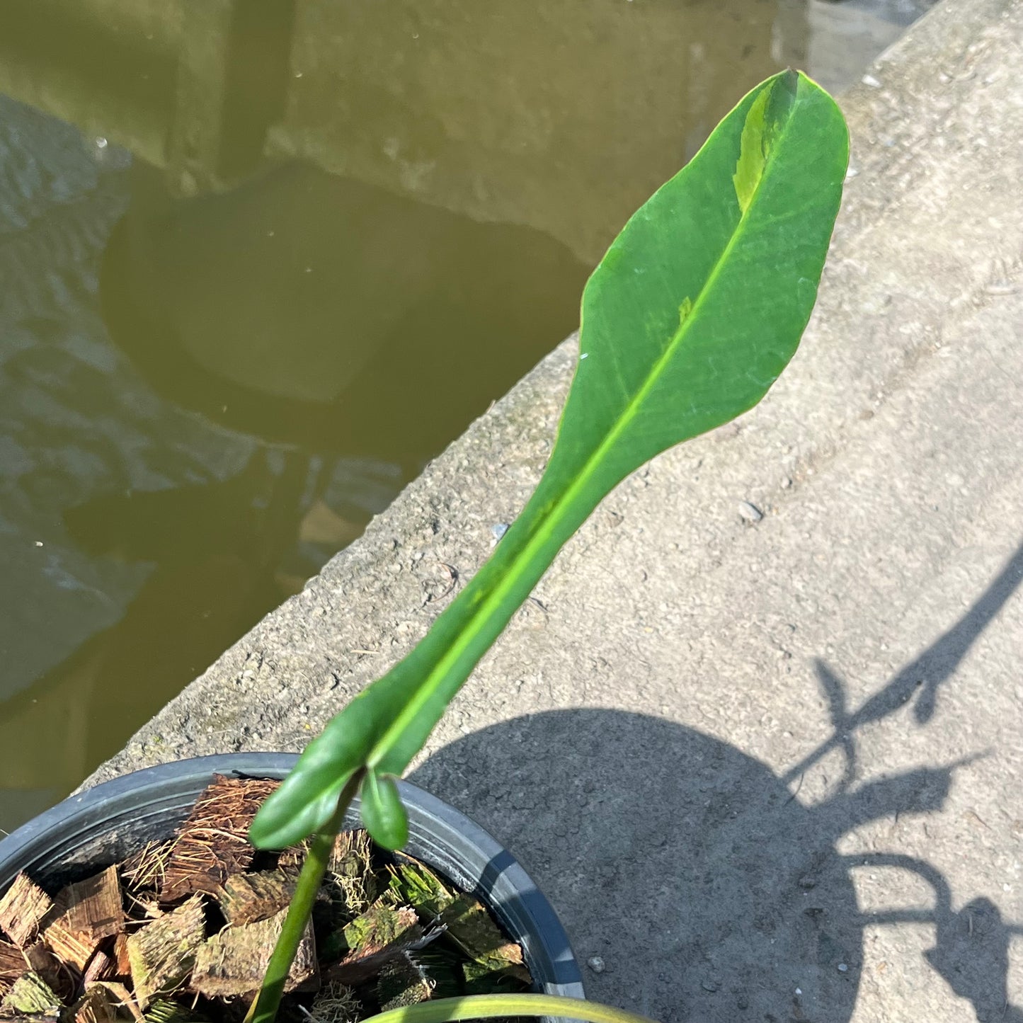 Philodendron Joepii Variegated - Exact Plant (P040)