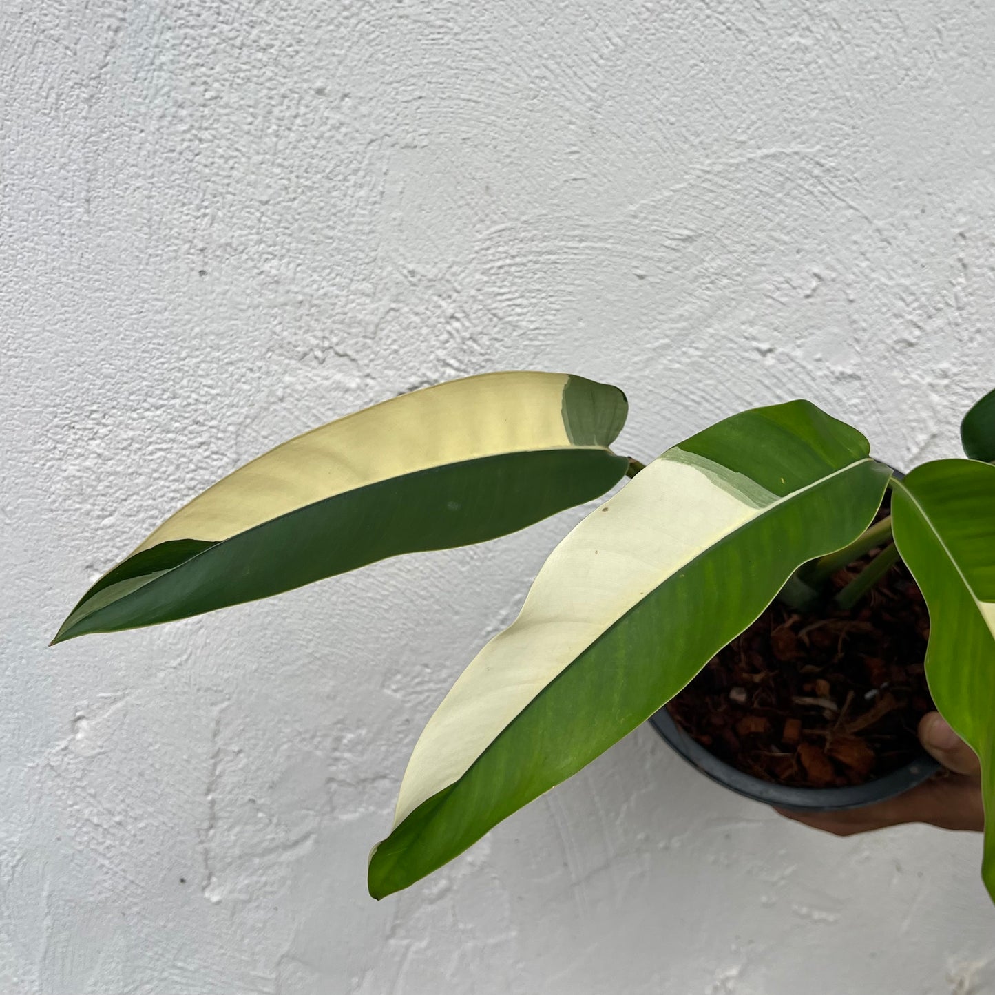 Epipremnum Giganteum White Pearl - Exact Plant