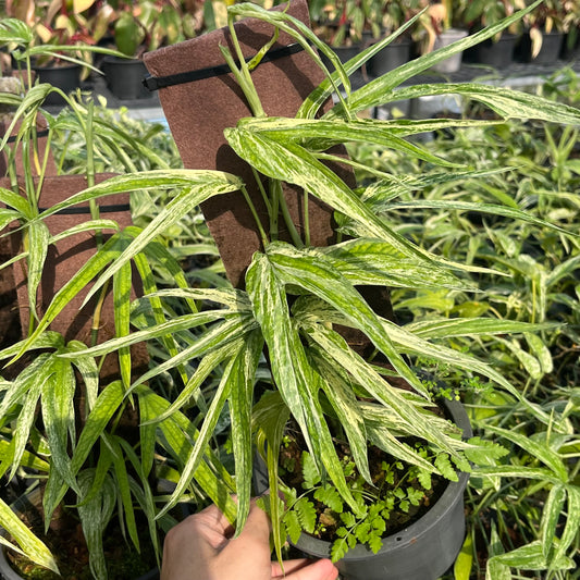 Amydrium Zippelianum Variegated