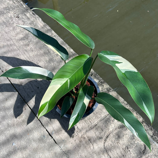 Epipremnum Giganteum White Pearl - Exact Plant (EP011)