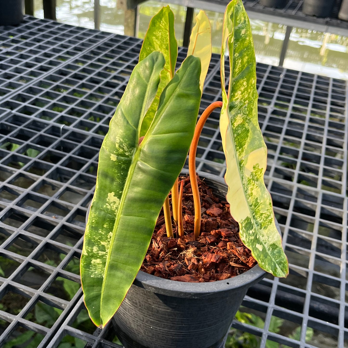 Philodendron Billietiae Variegated - Exact Plant - 3 Variegated Leaves