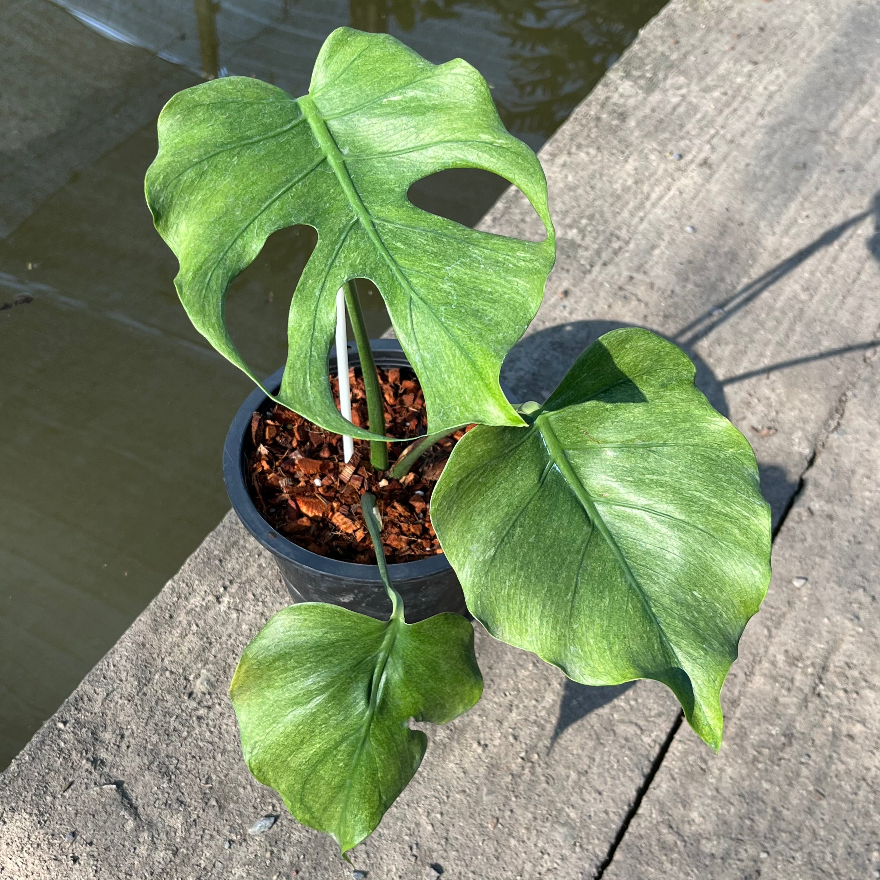monstera deliciosa gobelins Monstera Jade Goblin