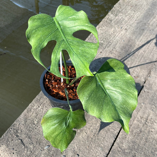 Monstera Jade Goblin - Exact Plant (M044)