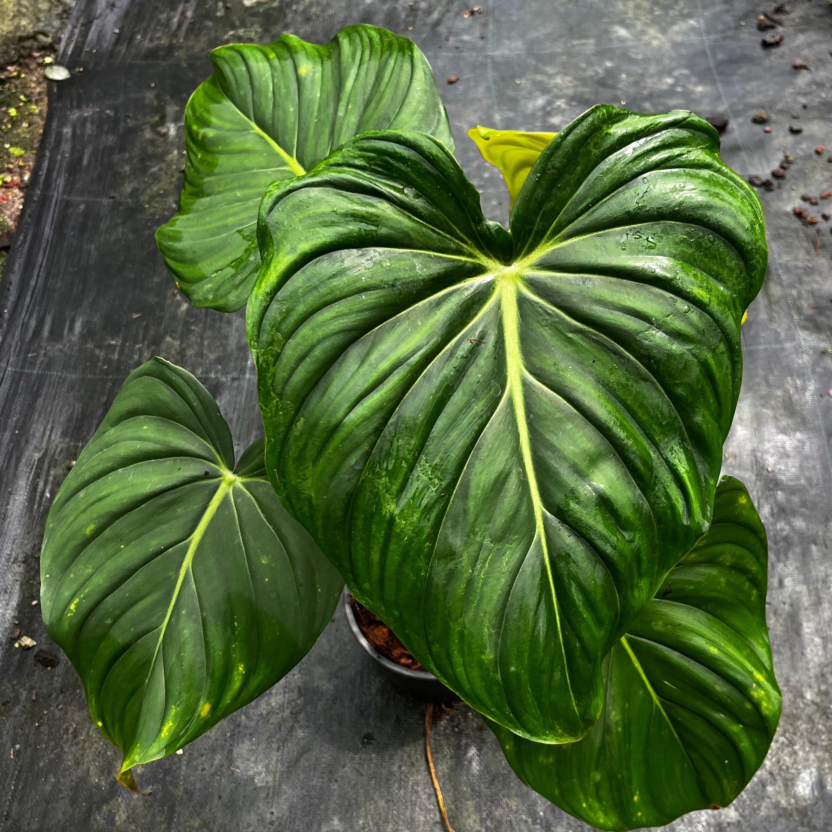 philodendron mcdowell for sale Philodendron Dean McDowell – Greenroom Planter