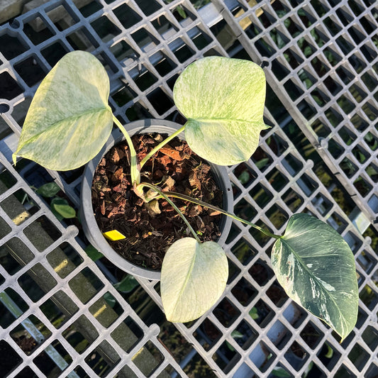 Monstera Borsigiana Full Mint - Exact Plant (M035)