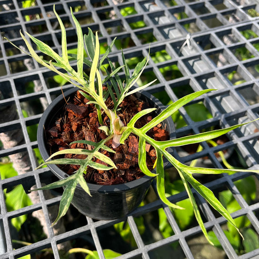 Philodendron Tortum Variegated- Exact Plant (P030)