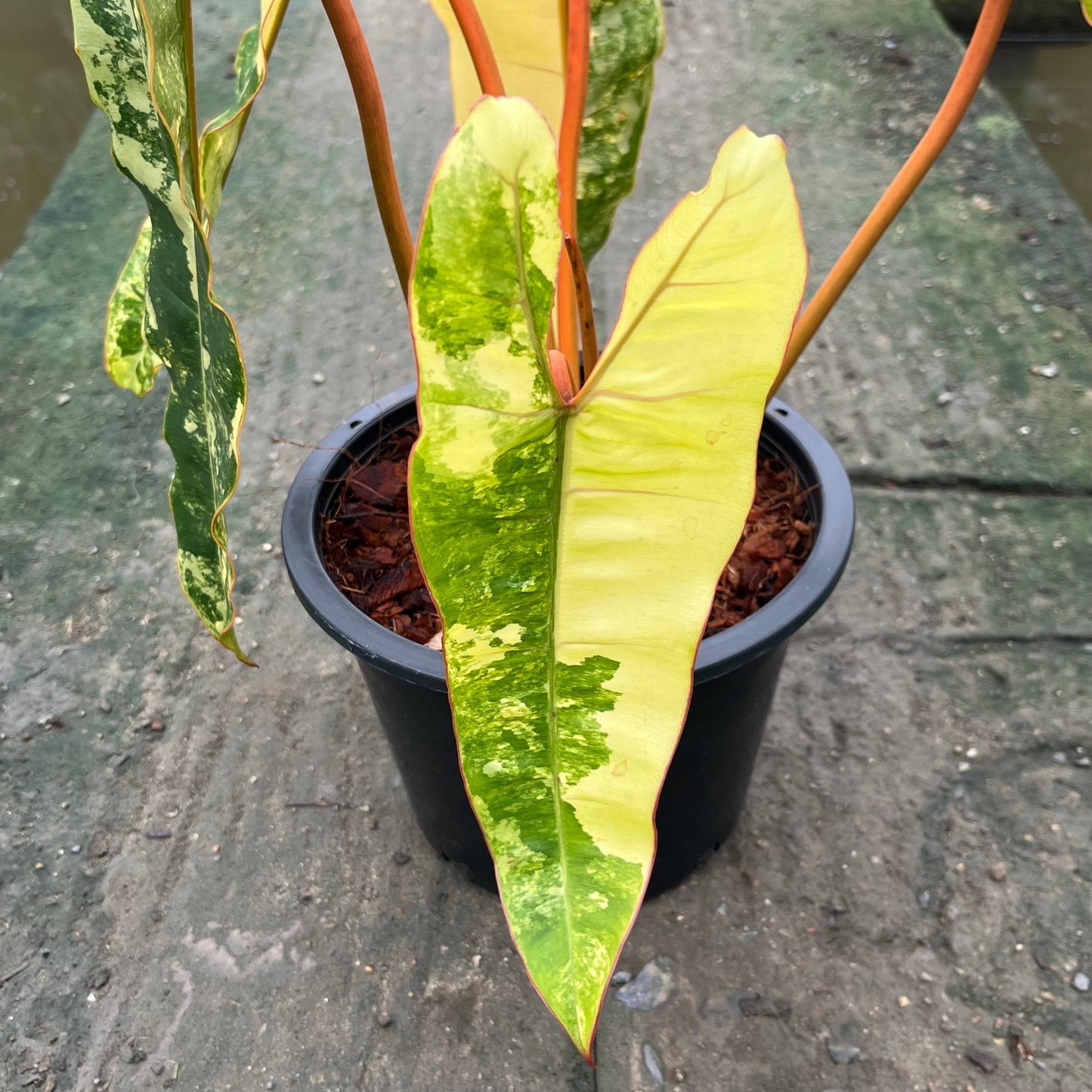Philodendron Billietiae Variegated - Exact Plant - 5 Beautiful Variegated Leaves