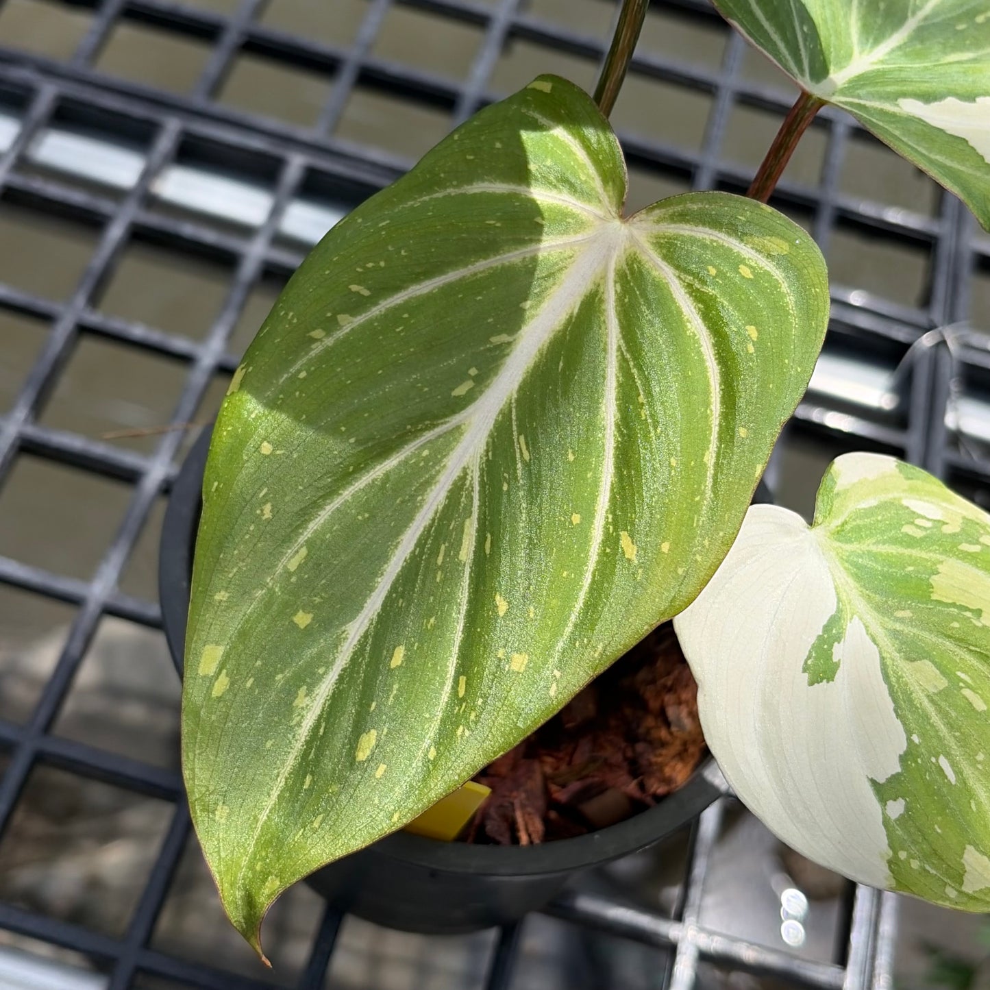 Philodendron Gloriosum Tricolor - Exact Plant (P065)